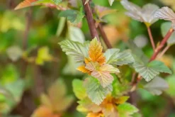 Physocarpus opulifolius 'Lady in Red'® (Blaasspirea 'Lady in Red')
