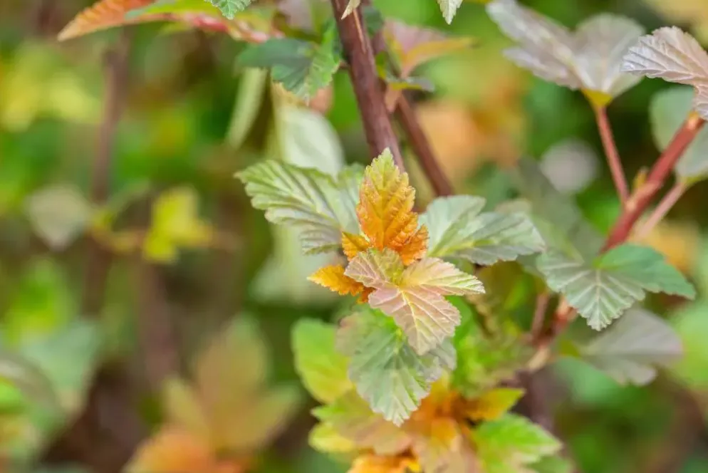 Physocarpus opulifolius 'Lady in Red'® (Blaasspirea 'Lady in Red')