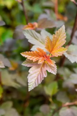 Physocarpus opulifolius 'Lady in Red'® (Blaasspirea 'Lady in Red')