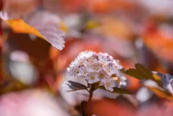 Physocarpus opulifolius 'Lady in Red'® (Blaasspirea 'Lady in Red')