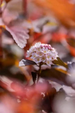 Physocarpus opulifolius 'Lady in Red'® (Blaasspirea 'Lady in Red')