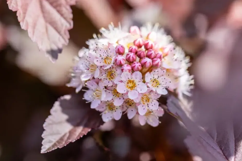 Physocarpus opulifolius 'Lady in Red'® (Blaasspirea 'Lady in Red')