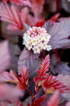 Physocarpus opulifolius 'Lady in Red'® (Blaasspirea 'Lady in Red')