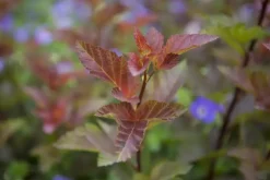 Physocarpus opulifolius 'Lady in Red'® (Blaasspirea 'Lady in Red')