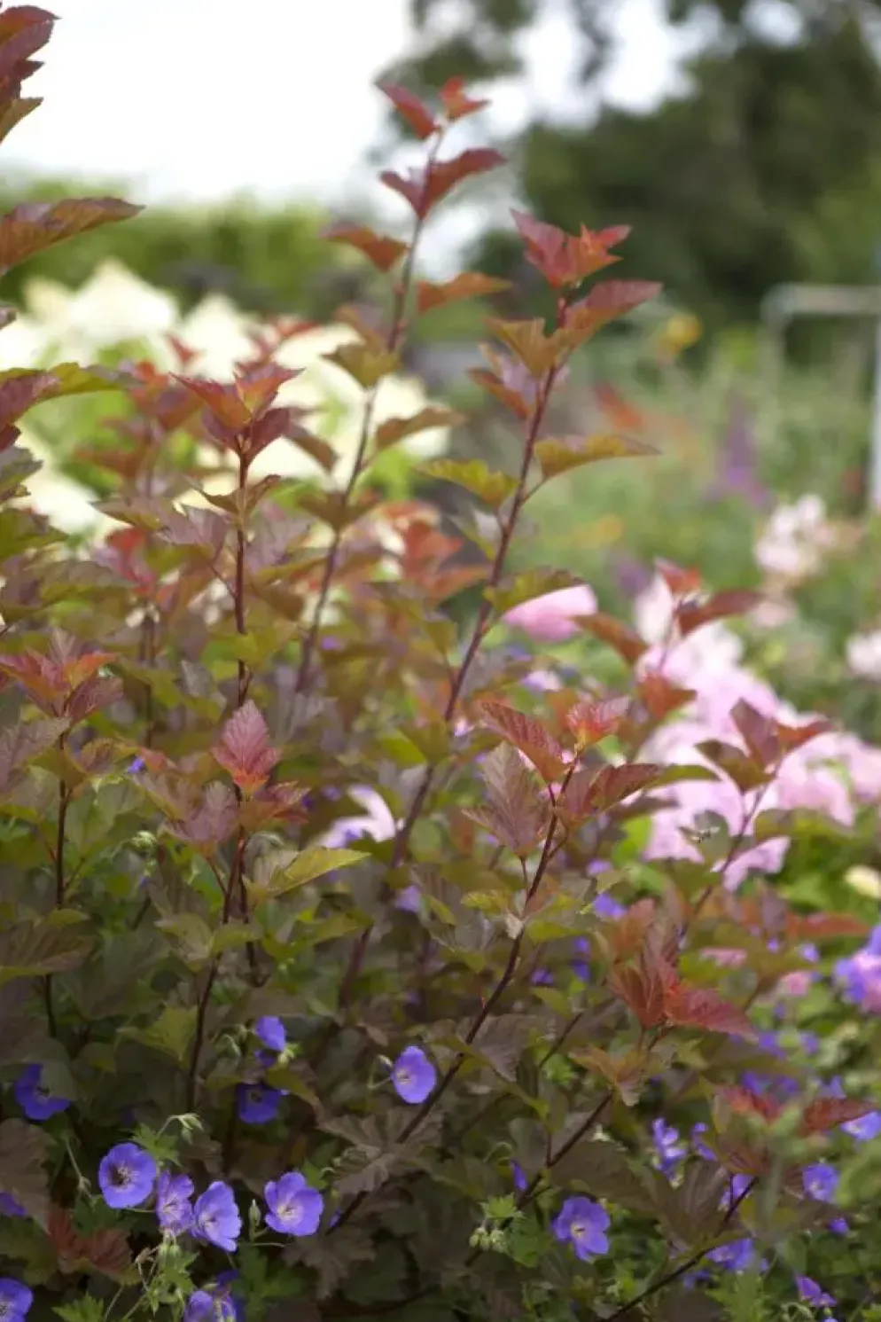 Physocarpus opulifolius 'Lady in Red'® (Blaasspirea 'Lady in Red')