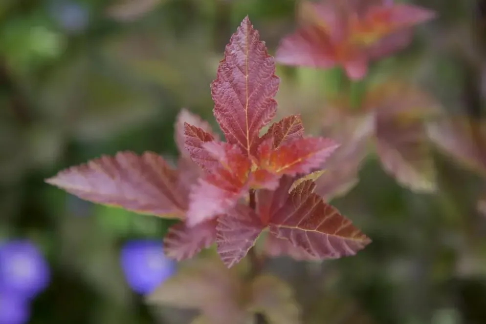 Physocarpus opulifolius 'Lady in Red'® (Blaasspirea 'Lady in Red')