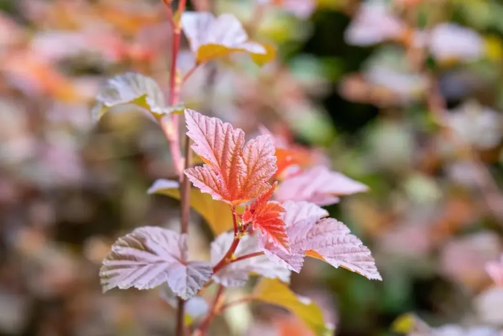 Physocarpus opulifolius 'Lady in Red'® (Blaasspirea 'Lady in Red')