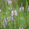 Physostegia (Scharnierplant)