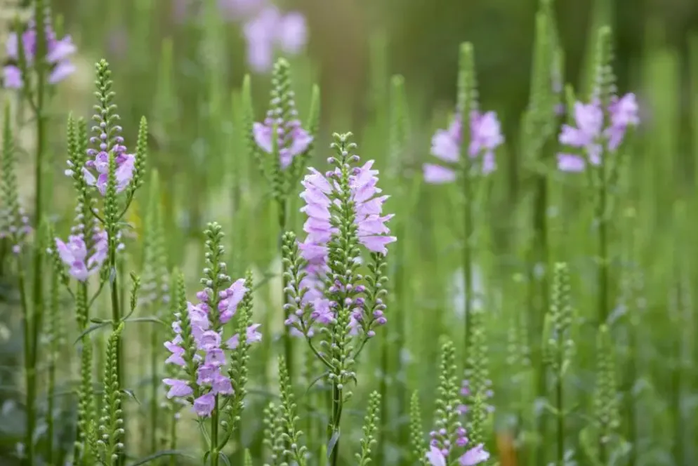 Physostegia (Scharnierplant)