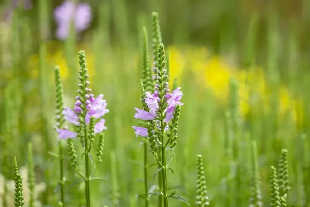 Physostegia (Scharnierplant)