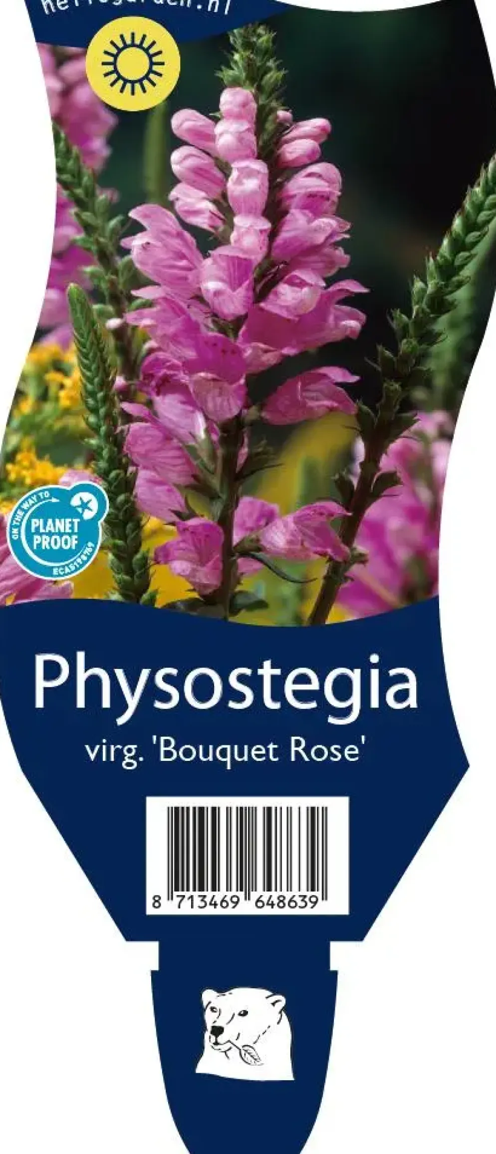 Physostegia (Scharnierplant)