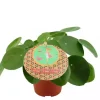 Pilea peperomioides (Pannenkoekplant) 20cm