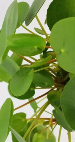 Pilea peperomioides (Pannenkoekplant) 20cm