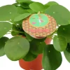Pilea Peperomioides (Pannenkoekplant) 30cm