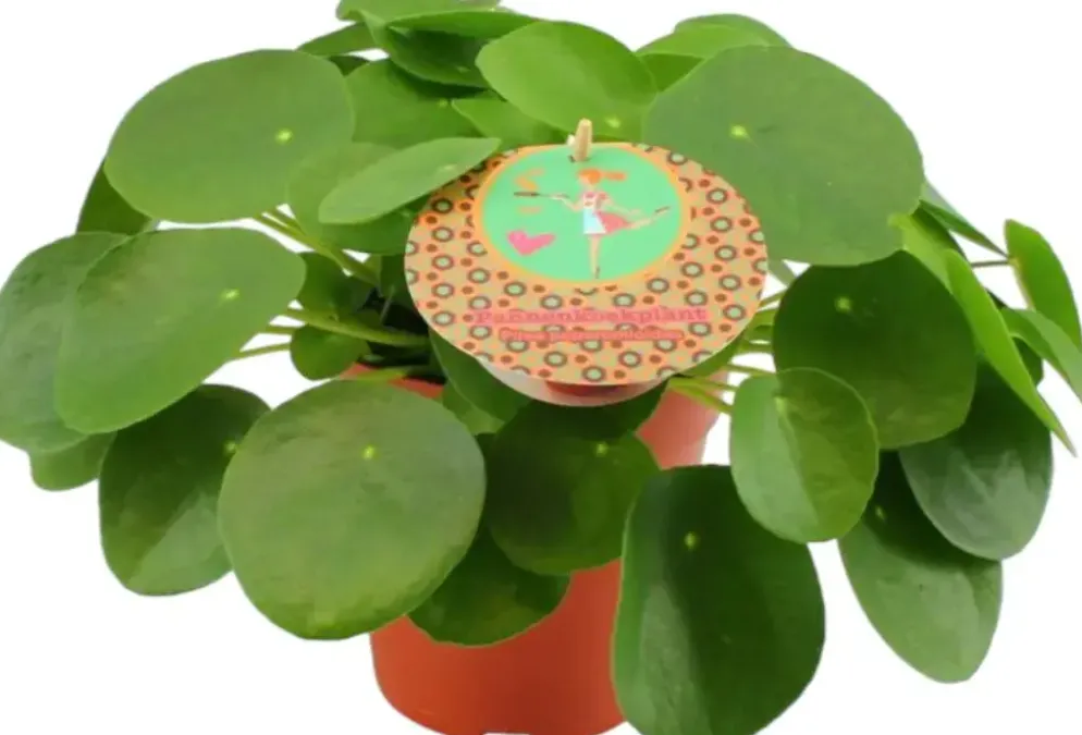 Pilea Peperomioides (Pannenkoekplant) 30cm