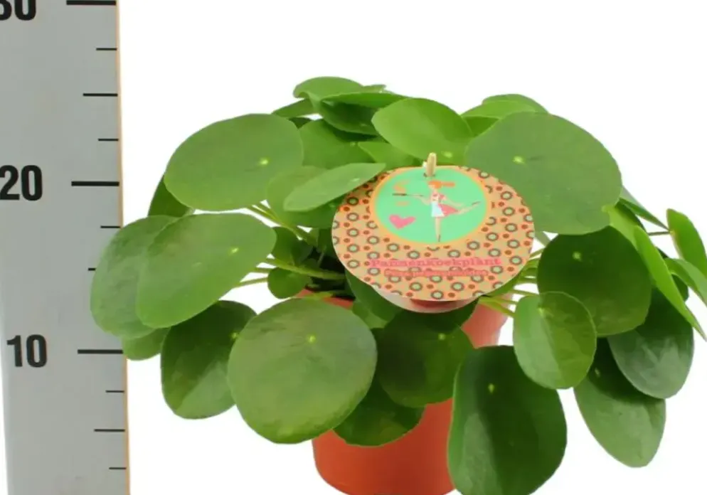 Pilea Peperomioides (Pannenkoekplant) 30cm