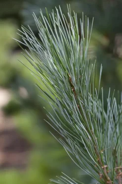 Pinus (Arve)