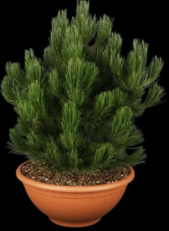 Pinus heldreichii 'Compact Gem' (Japanse witte den 'Compact Gem')