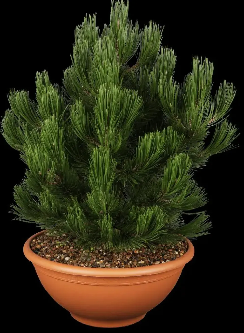 Pinus heldreichii 'Compact Gem' (Japanse witte den 'Compact Gem')