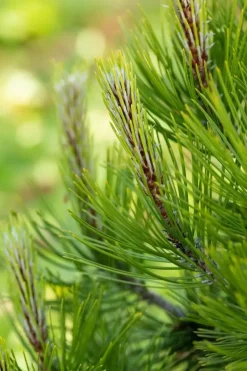 Pinus heldreichii 'Compact Gem' (Japanse witte den 'Compact Gem')