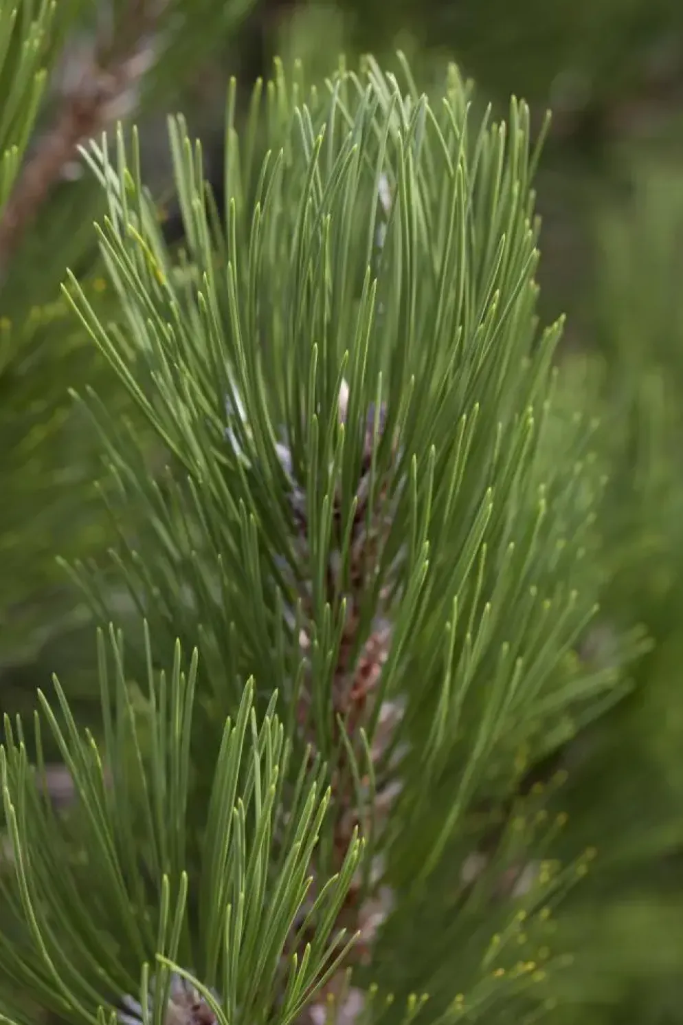 Pinus heldreichii 'Compact Gem' (Japanse witte den 'Compact Gem')