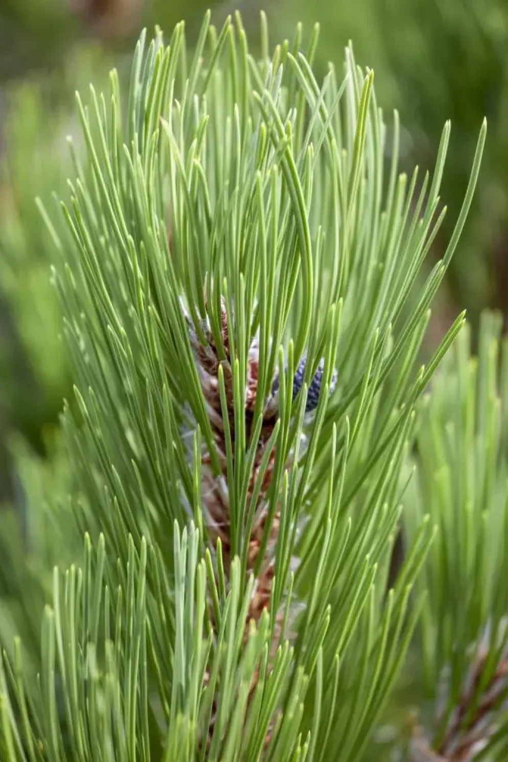Pinus heldreichii 'Compact Gem' (Japanse witte den 'Compact Gem')