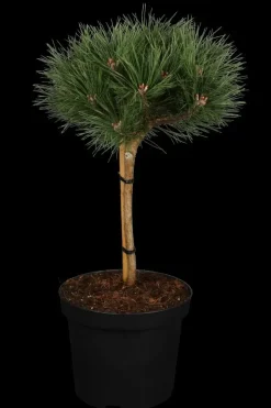 Pinus nigra 'Pierrick Brégeon' (Pijnboom 'Pierrick Brégeon')