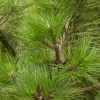 Pinus nigra ssp. nigra (Pijnboom)