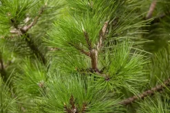 Pinus nigra ssp. nigra (Pijnboom)