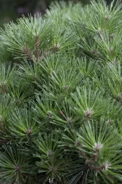 Pinus nigra (Zwarte den)