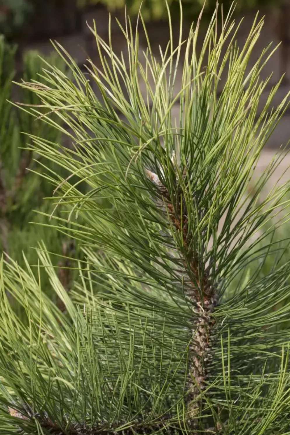 Pinus nigra (Zwarte den)