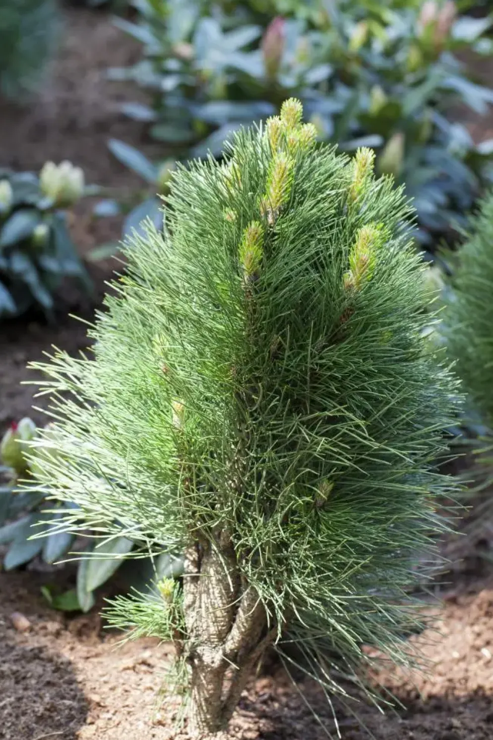 Pinus nigra (Zwarte den)
