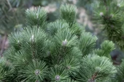 Pinus nigra (Zwarte den)