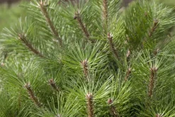 Pinus nigra (Zwarte den)