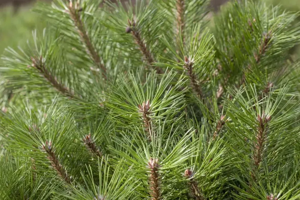 Pinus nigra (Zwarte den)