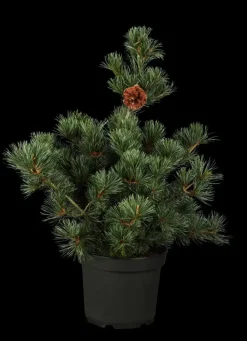 Pinus parviflora 'Negishi' (Japanse witte den 'Negishi')