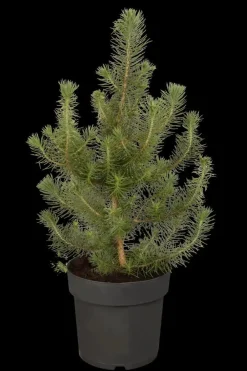 Pinus pinea (Pijnboom)
