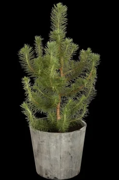 Pinus pinea (Pijnboom)