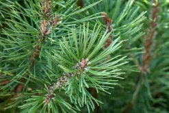 Pinus pinea (Pijnboom)