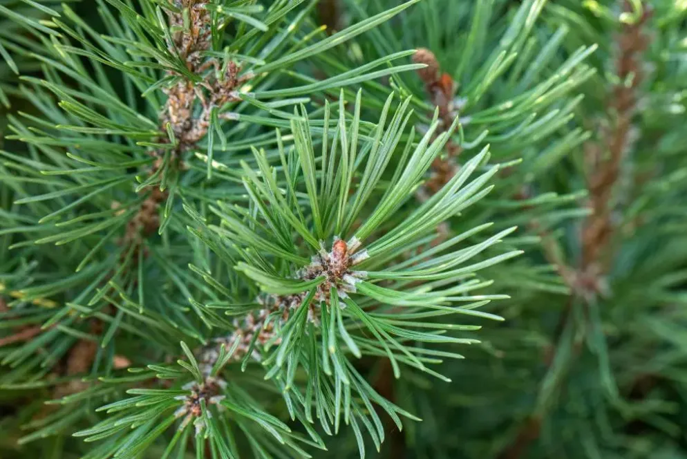 Pinus pinea (Pijnboom)