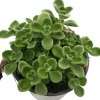 Plectranthus (Cubaanse oregano)
