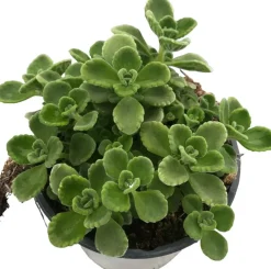 Plectranthus (Cubaanse oregano)