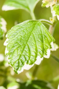 Plectranthus (Cubaanse oregano)