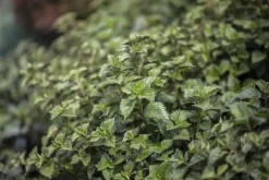 Plectranthus (Cubaanse oregano)