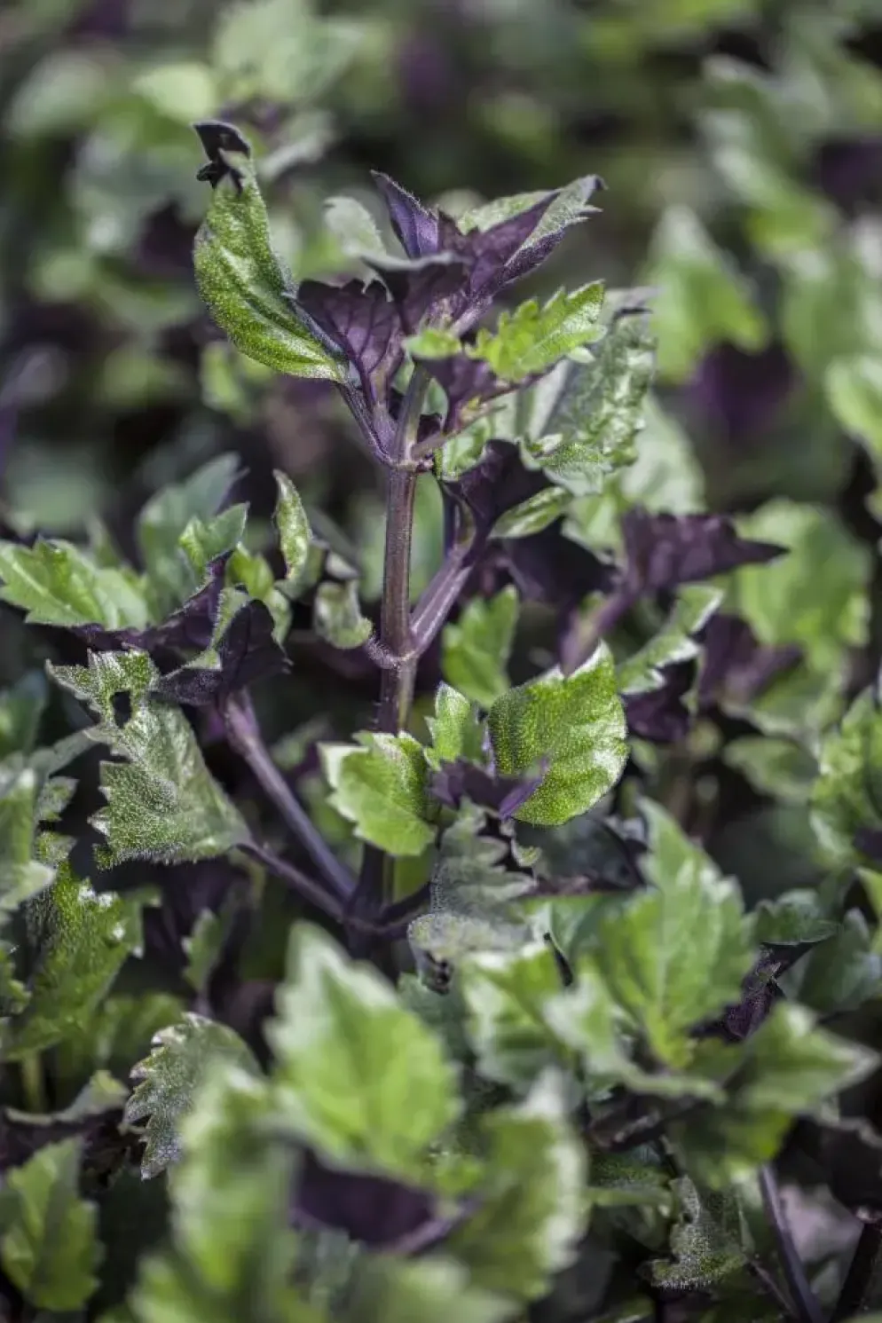 Plectranthus (Cubaanse oregano)