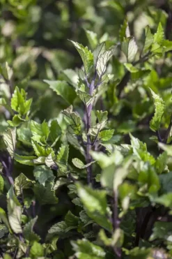 Plectranthus (Cubaanse oregano)