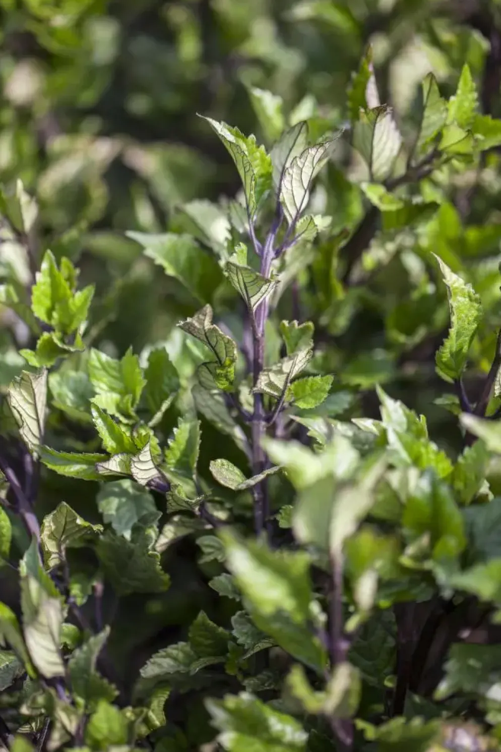 Plectranthus (Cubaanse oregano)