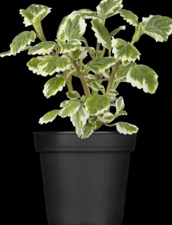 Plectranthus (Cubaanse oregano)