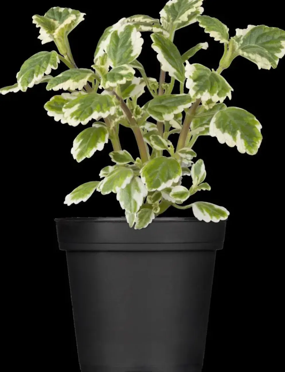 Plectranthus (Cubaanse oregano)