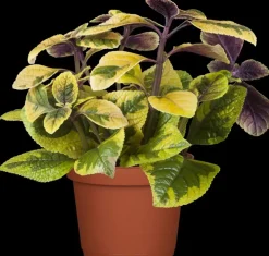 Plectranthus (Cubaanse oregano)
